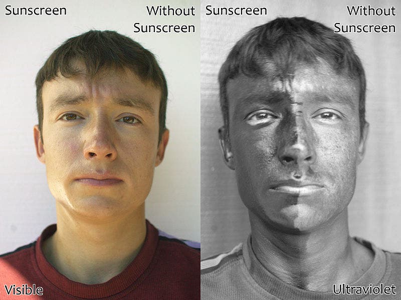 . The man's face has sunscreen on his right only. The left image is a regular photograph of the face; the right image is taken by reflected UV light. The side of the face with sunscreen is darker because the sunscreen absorbs the UV light. Image: Wikipedia