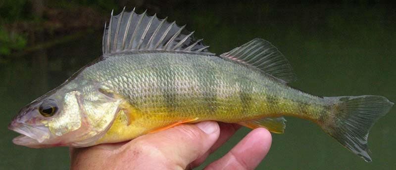 Perch (Ray-Finned Bony Fish)