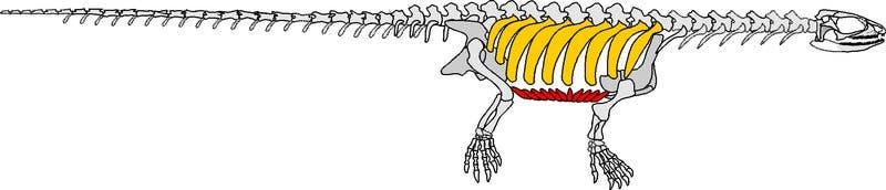 Pappochelys' skeleton. Highlighted: turtle-like rib arrangement and belly bones. Image: Rainer Schoch