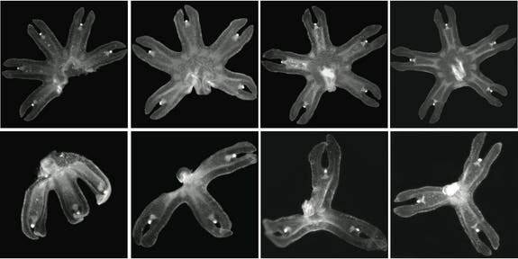 The moon jellyfish move ther remaining limbs around to become symmetrical again. Image: Michael Abrams and Ty Basinge