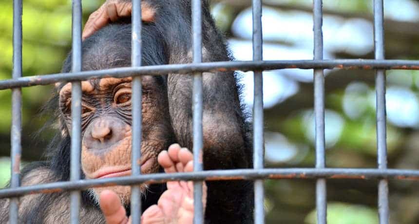 all chimps classed endangered