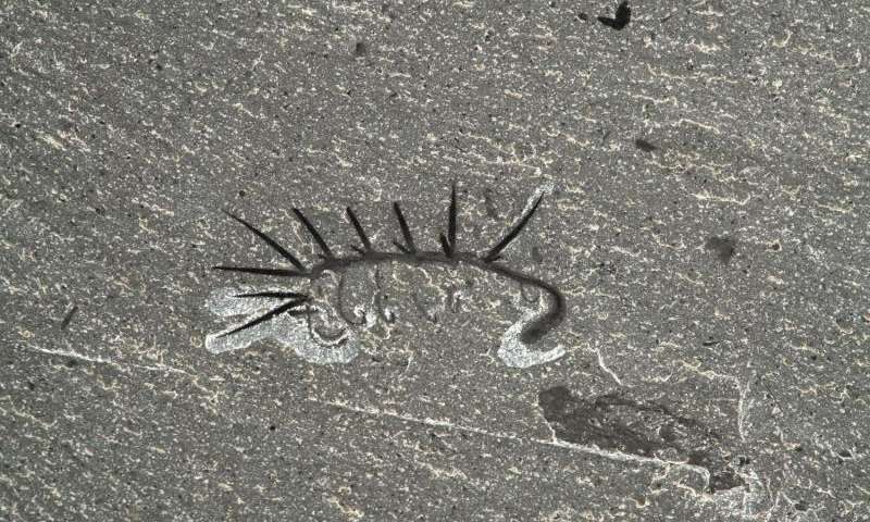 Fossiled remains of Hallucigenia. Image: Jean-Bernard Caron