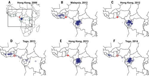 Forest elephant seizures from 2006-2014 were largely assigned to the TRIDOM in NE Gabon, NW Congo-Brazzaville and SE Cameroon and neighboring Dzanga Sanga in SW CAR. 