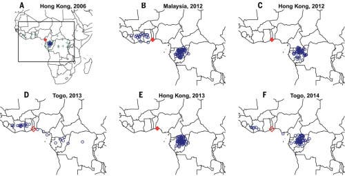 Forest elephant seizures from 2006-2014 were largely assigned to the TRIDOM in NE Gabon, NW Congo-Brazzaville and SE Cameroon and neighboring Dzanga Sanga in SW CAR.