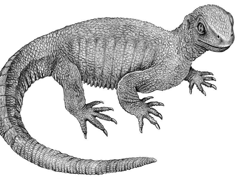 Both a lizard and primitive turtle, the Pappochelys fills a evolutionary sweet spot in turtle evolution. Image: Rainer Schoch/Nature