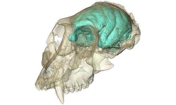 The brain scan of the monkey skull