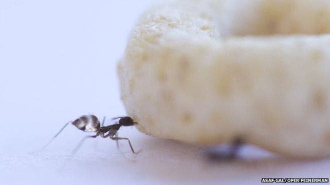 longhorn crazy ants