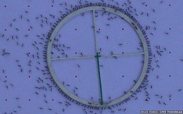 The ants eventually managed to tug this huge load for 16 centimeters. They were unable, however, to navigate it past obstacles.