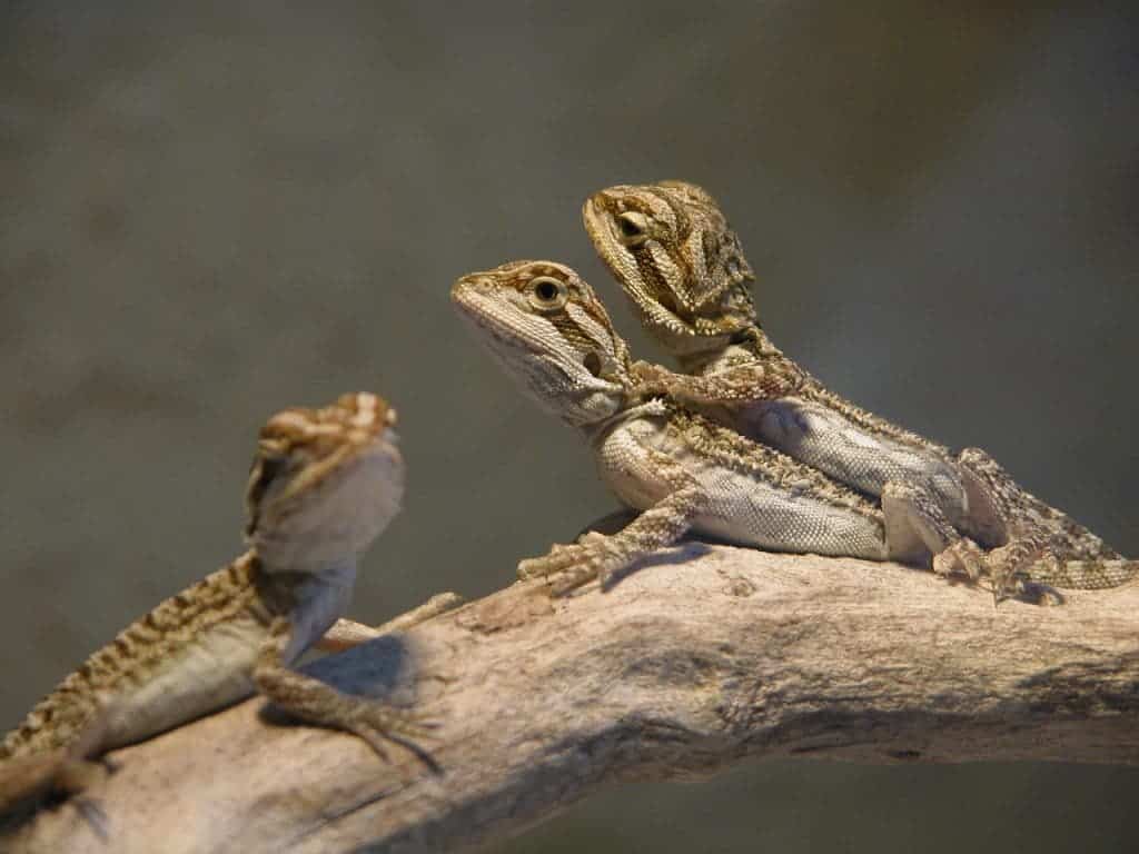 Bearded babies. Image: Mrs King Bio