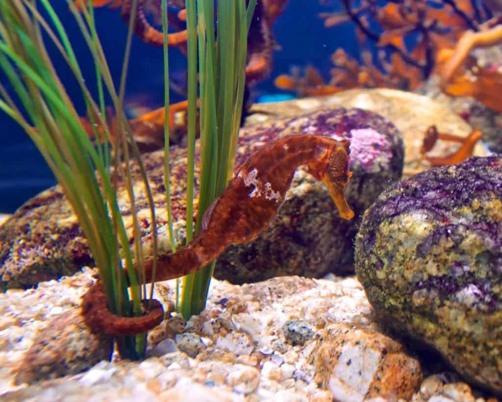 Seahorses use their tails to grab things.