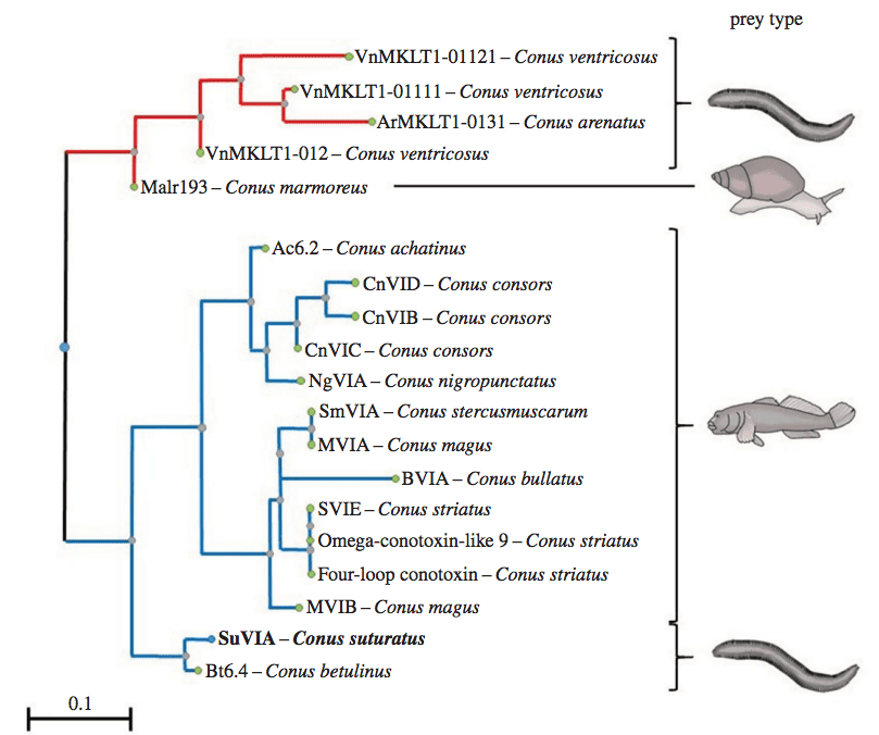 An evolutionary tree showing the relatedness between the new worm-hunting snail d-conotoxins and the d-conotoxins found in fish-hunting species.  Image: Proceedings of the Royal Society B,