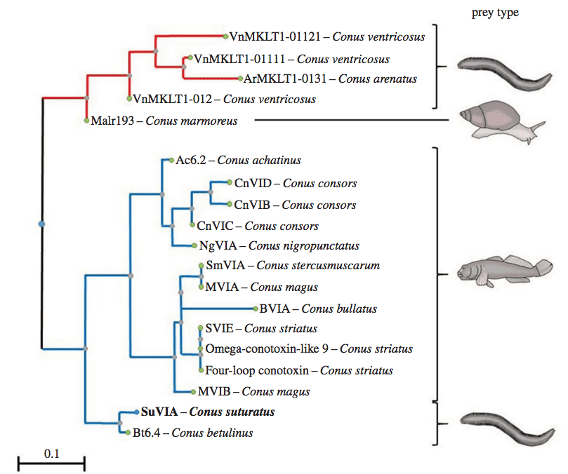 An evolutionary tree showing the relatedness between the new worm-hunting snail d-conotoxins and the d-conotoxins found in fish-hunting species. Image: Proceedings of the Royal Society B,