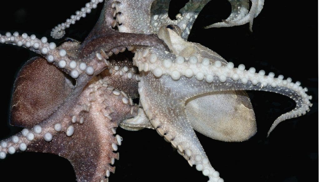 Male and Female Larger Pacific Striped Octopus wrapped in a beak-to-beak dance. Image: PLOS ONE