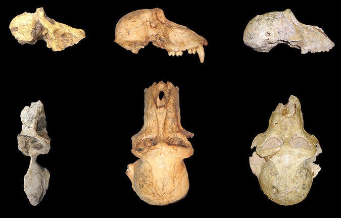 A skull fragment belonging to the earliest baboon (left) compared to other baboons which came later. Image: Wits University