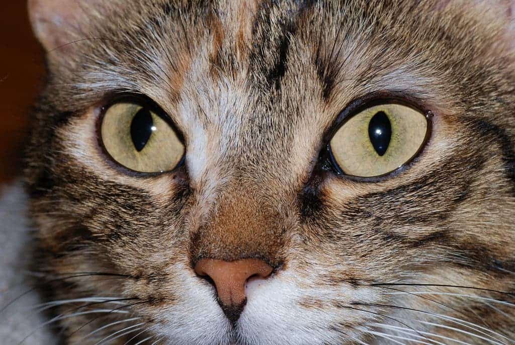 cat pupil