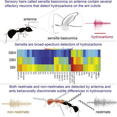 The broad-spectrum sensitivity of Camponotus laevigatus allows these ants to detect CHCs from both nestmates and non-nestmates. Image: Cell Reports