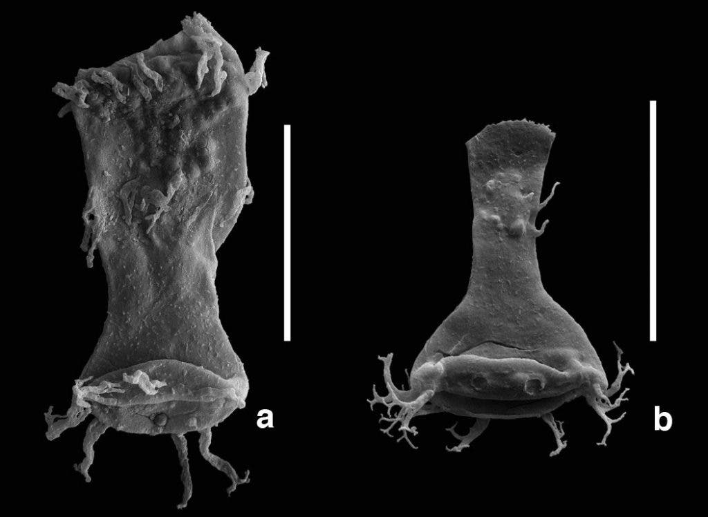 A malformed (’teratological’) chitinozoan specimen of the genus Ancyrochitina (a) and a morphologically normal specimen (b) of the same genus. Image: Dr Thijs Vandenbroucke