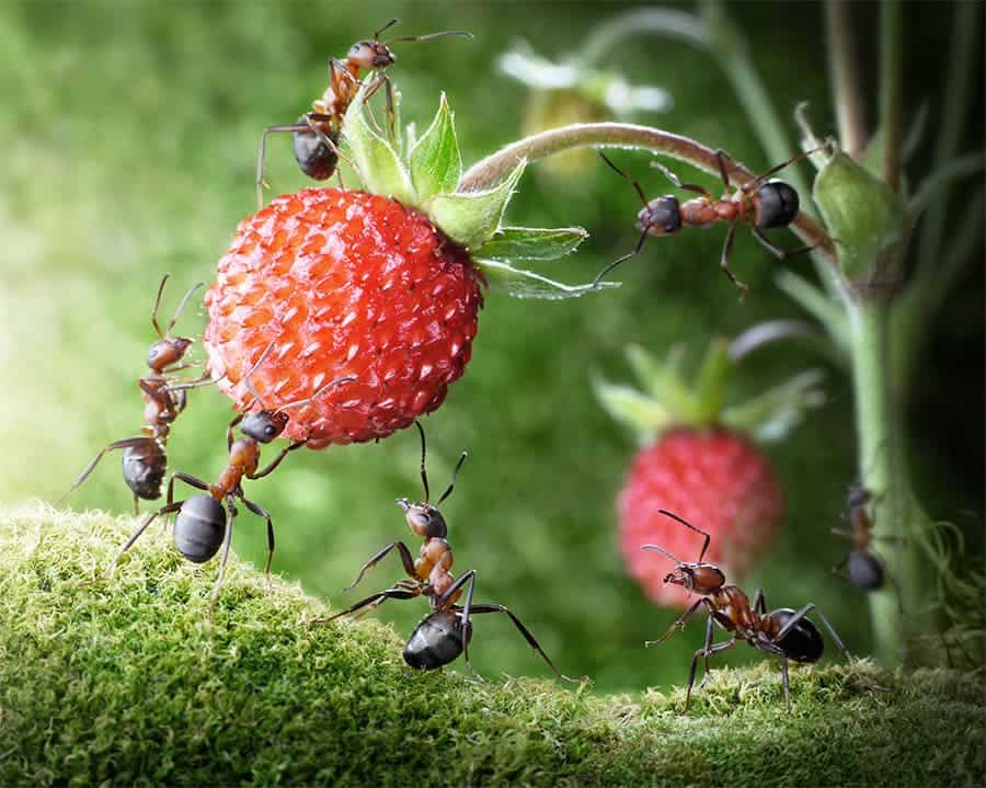 ant smell