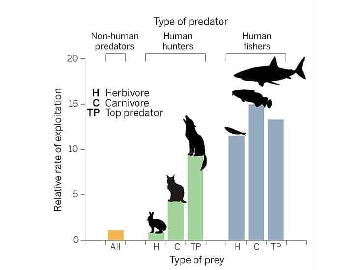 predator chart
