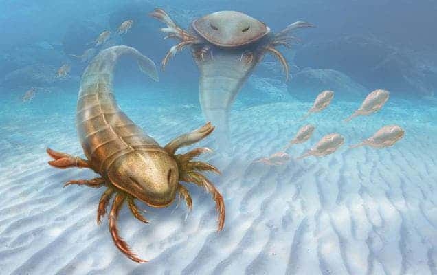 Two adult sea  scorpions (is one of them a ghost?) that lived during the Ordovician period about 460 million years ago. Image: Yale
