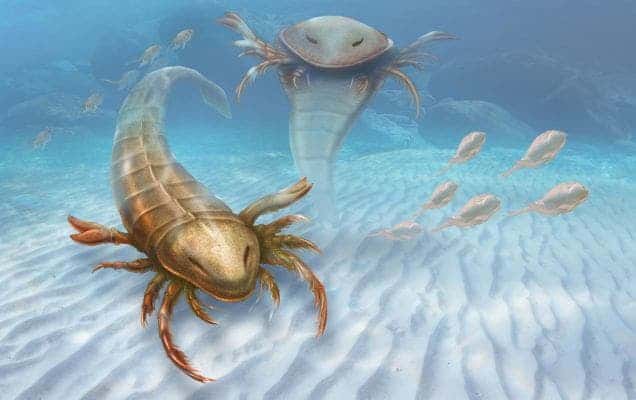 Two adult sea scorpions (is one of them a ghost?) that lived during the Ordovician period about 460 million years ago. Image: Yale
