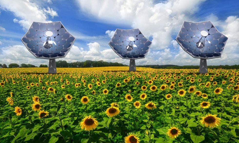 Artist impression of Solar Sunflowers next to the plant variety. Image: Airlight Energy