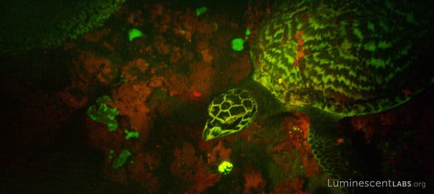 turtle biofluorescent
