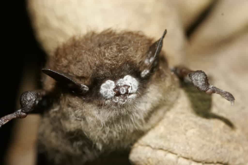 A diseased bat infected with White Nose syndrome. Image: Wisconsin Watch