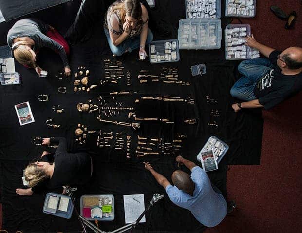 The team lays out fossils of Homo naledi at the University of the Witwatersrand’s Evolutionary Studies Institute. Photograph: Robert Clark/National Geographic