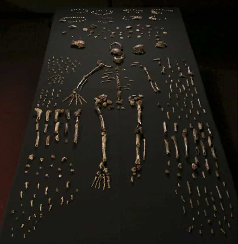 Researchers unearthed fossils from at least 15 individuals belonging to the newfound species, Homo naledi. Image: Berger et al. eLife 2015;
