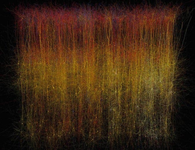 A visual representation of the rat brain slice the Blue Brain Project modeled. Image: Blue Brain Project
