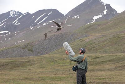 Gerrit Vyn, is a multimedia producer on Cornell's Lab of Ornithology staff, recording natural sounds in Alaska. Image: Mike Anderson 