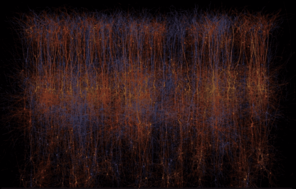 Another shot from the simulation of the rodent neurons. Image: Blue Brain Project