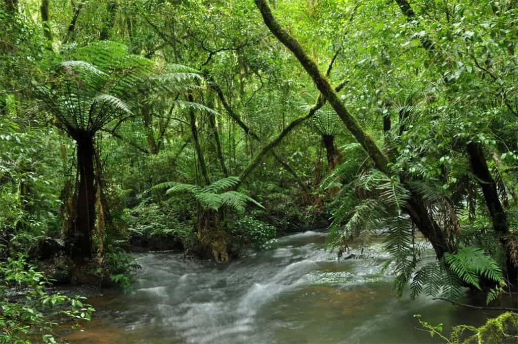 The Atlantic Forest is now designated a World Biosphere Reserve, which contains a large number of highly endangered species. 