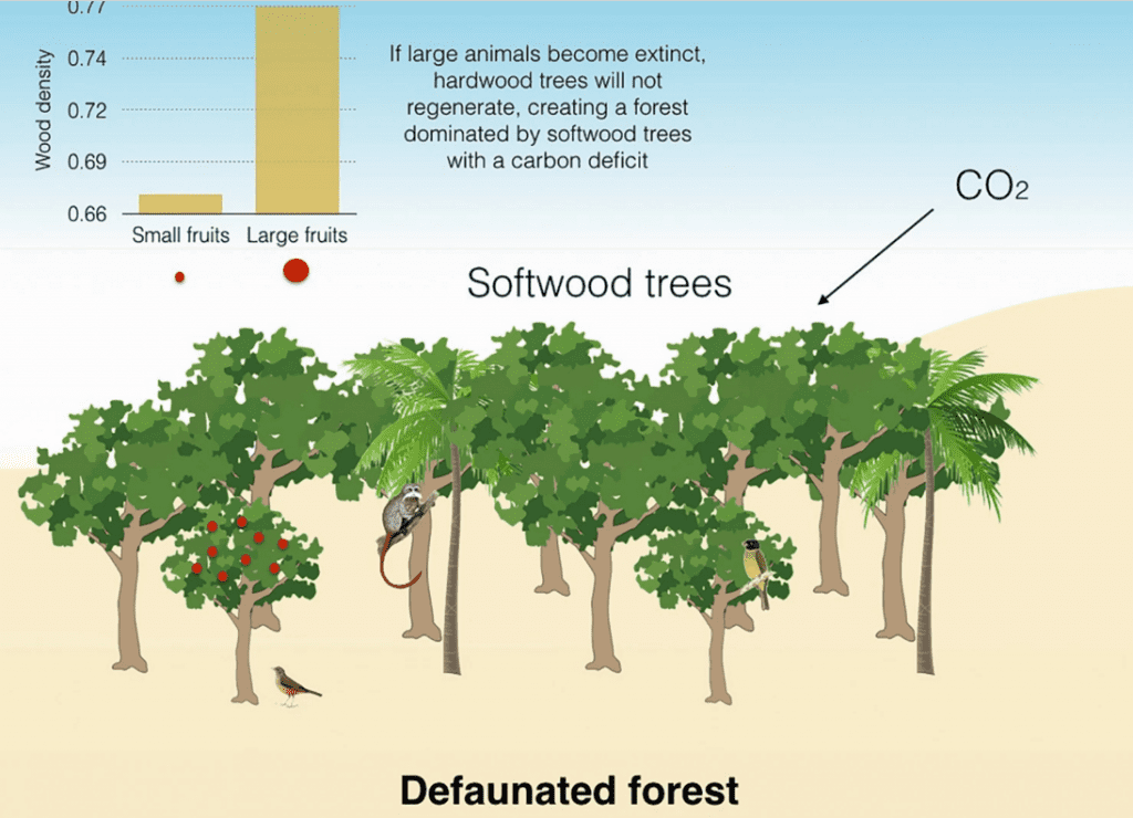 forest-defaunated