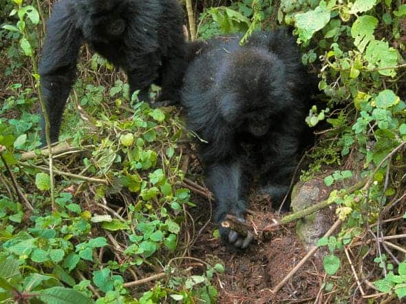  Rwema and Dukore  dismantle snares laid by poachers. Credit:  DIAN FOSSEY GORILLA FUND