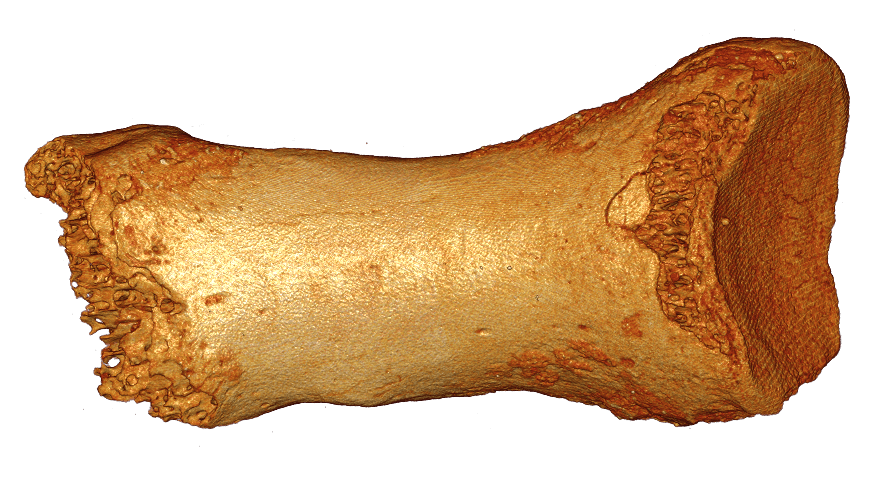 Dorsal Neanderthal bone found in a cave in the Altai Mountains in southern Siberia. (c) Bence Viola
