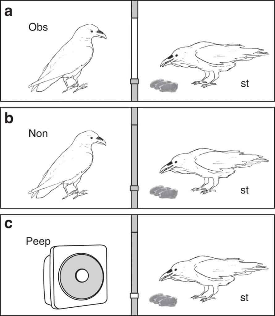 (a) Observed (Obs) condition: The cover of the window is open (white bar) and the focal subject (storer, st) caches food in the visual presence of a conspecific (observer). (b) Non-observed (Non) condition: The cover of the window is closed (grey bar) and the focal subject caches food in visual isolation of a conspecific (non-observer). Both observers and non-observers make sounds in the experimental chamber, which are audible to the storer. (c) Peephole (Peep) condition: The cover of the window is closed (grey bar) but one of the two peepholes (small white square) is open; the focal subject caches food in the absence of any behavioural cues, whereas the presence of conspecifics is simulated via playback of sounds recorded from non-observed trials (symbolized by loudspeaker). Credit: Nature Communications