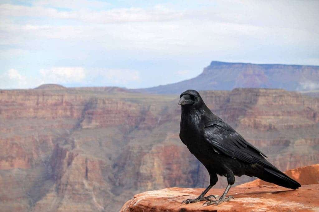 raven-1031350_1280