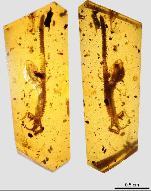 The ancient chameleon relative. Credit: David Grimaldi