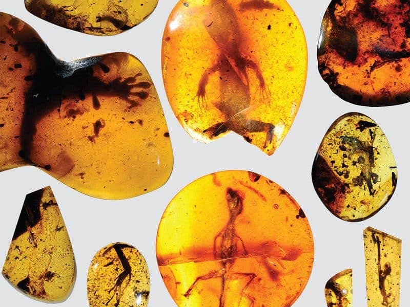These ancient lizards trapped in amber will help researchers patch up the incomplete fossil records. Image: David Grimaldi