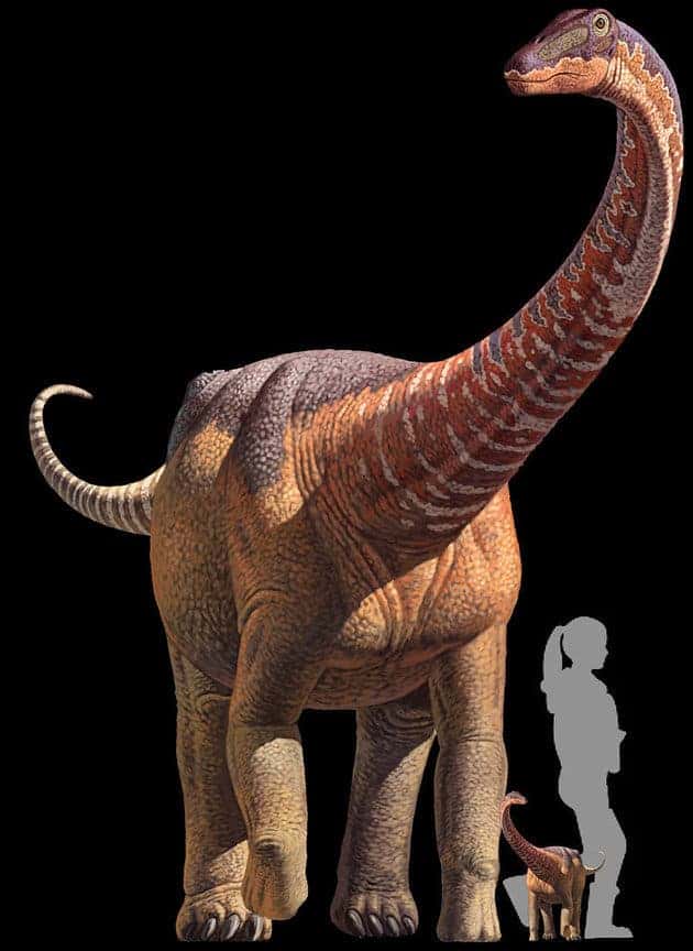 Rapetosaurus krausei adult and baby, alongside a human juvenile for comparison. Credit: KRISTI CURRY ROGERS