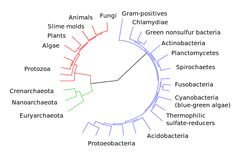 Diagrammatic representation of the divergence of modern taxonomic groups from their common ancestor. Image: Wikimedia