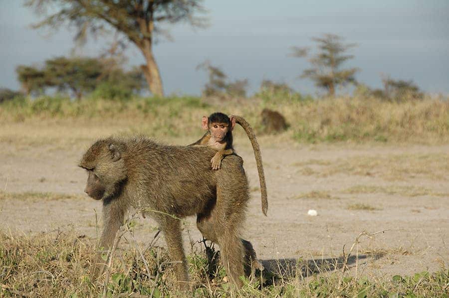A four-month old infant baboon rides on its mother's back near Amboseli National Park in Kenya. Credit: Susan Alberts, Duke University