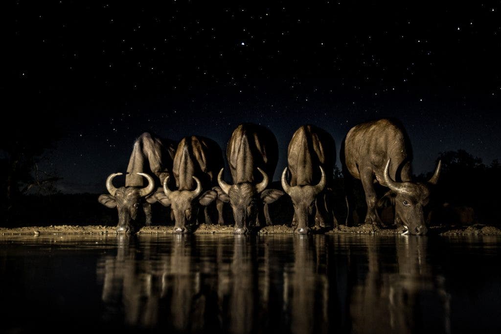 In the still of a star lit night, buffalo cautiously approach to quench their thirst. A long exposure with light painting allows me to capture the moment forever