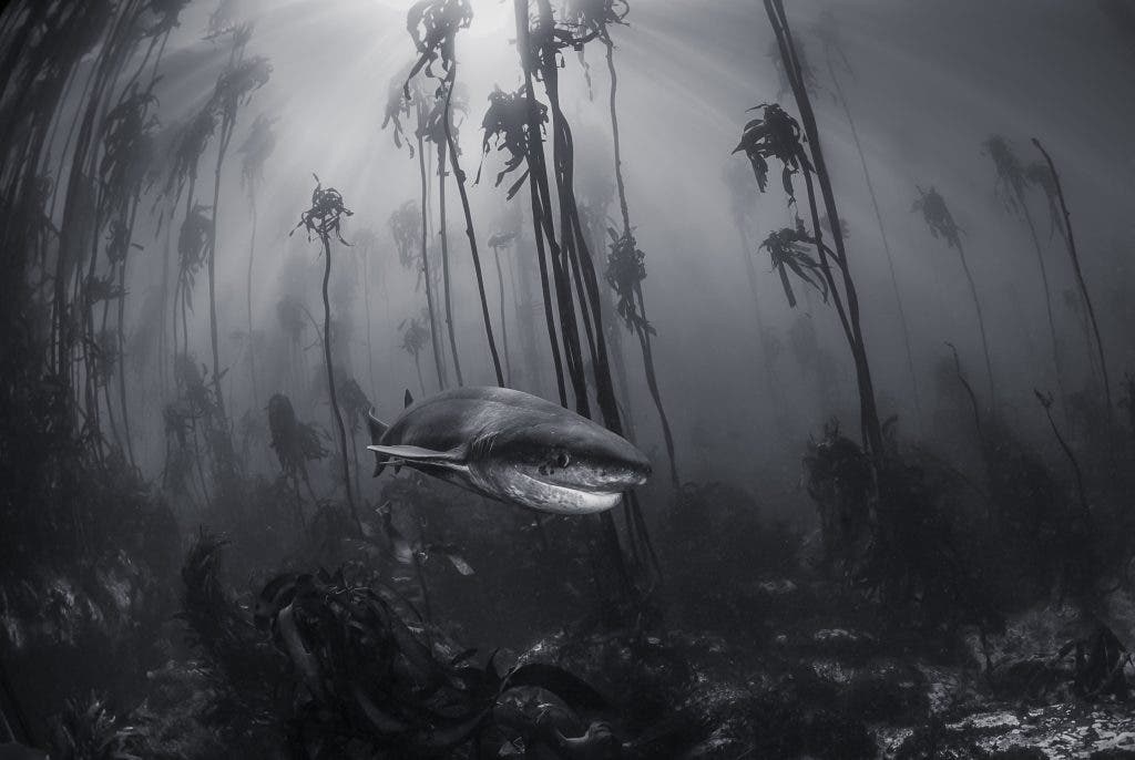 You don't need to travel far from cities to visit Narnia. This 7 gill shark was photographed in a kelp forest just off the shore of Simonstown near Cape Town.
