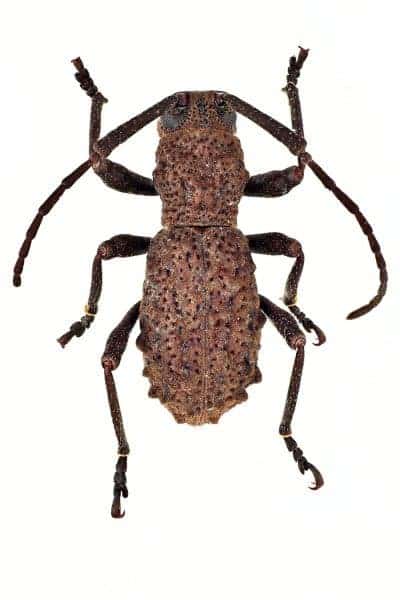 This is a male specimen of the new long-horned beetle species. Credit: Radim Gabriš