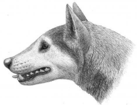 Illustration of Cynarctus by Mauricio Antón from “Dogs, Their Fossil Relatives and Evolutionary History.” Photo: University of Pennsylvania