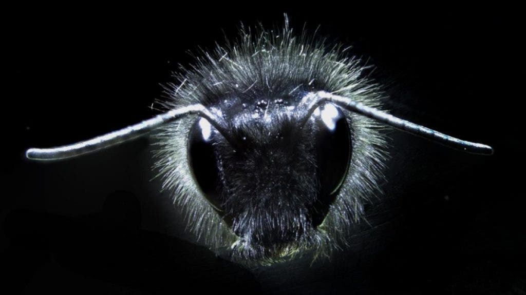 Bumblebee hairs. Credit: University of Bristol