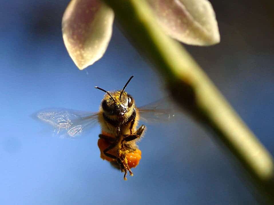 Closeup of a bee flying by a green plant. Credit: Jon Sullivan, Public Domain licence 